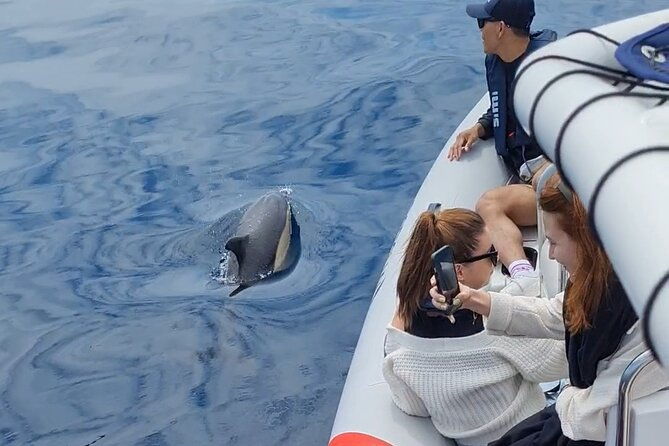 meet-the-lisbon-dolphins-dolphin-watching-in-lisbon