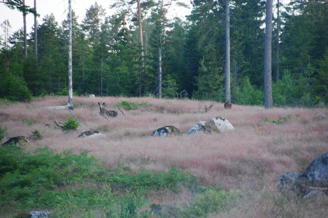 moose-safari-in-the-wild-sweden-tiveden