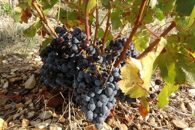 morning-wine-tour-to-chateauneuf-du-pape-from-avignon
