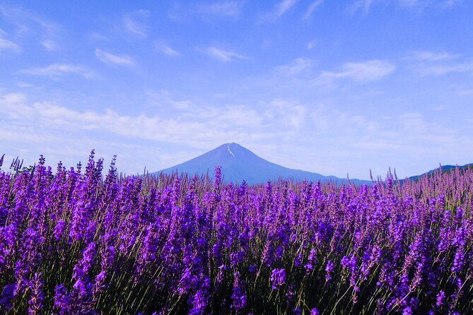 mt-fuji-panoramic-ropeway-seasonal-fruits-picking
