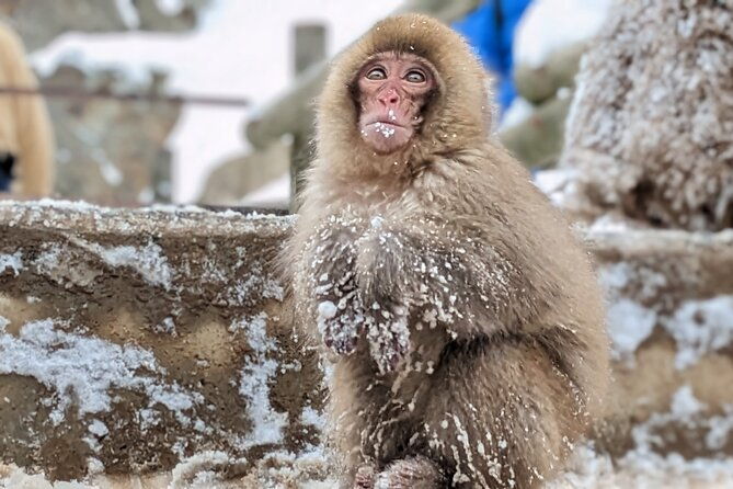 nagano-snow-monkey-1-day-tour-with-beef-sukiyaki-lunch-from-tokyo