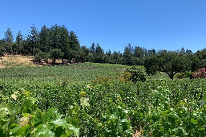 napa-sonoma-wine-tour-6-8hr-private-fully-customized-xl-suv