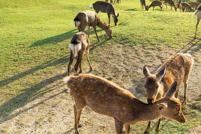 nara-day-trip-from-kyoto-with-a-local-private-personalized