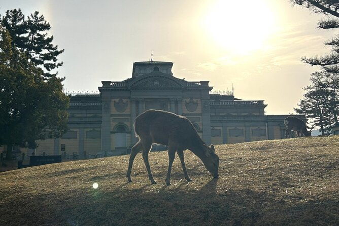nara-early-bird-tour-kyoto-departure-option-available-2