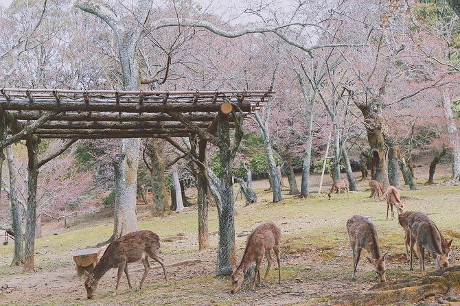 nara-private-customizable-full-day-tour