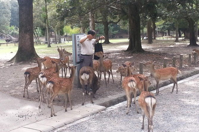 nara-todaiji-lazy-bird-walking-tour