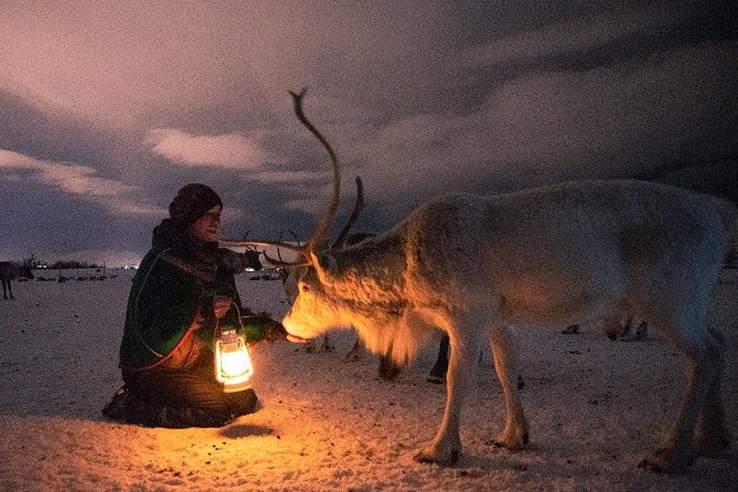 night-reindeer-sledding-with-camp-dinner-and-chance-of-northern-lights