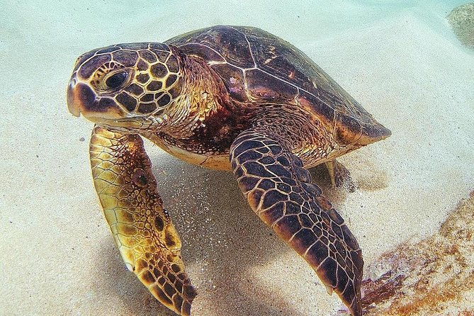 oahu-circle-island-snorkel-with-turtles-explore-in-small-group