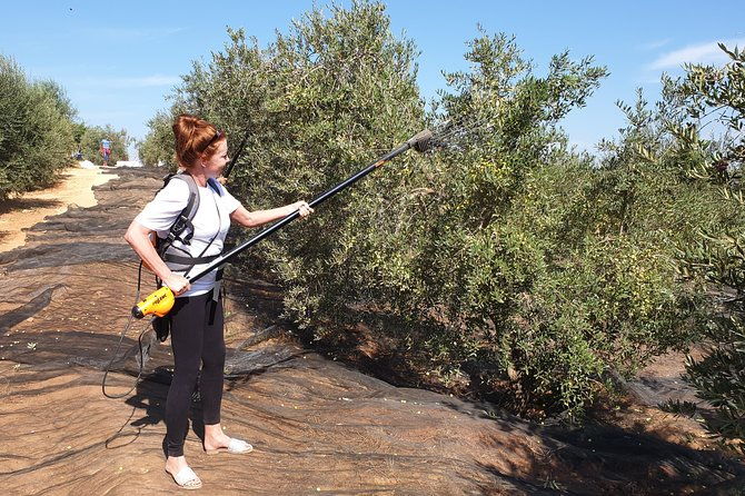 olive-oil-farm-tour-with-tasting-from-seville