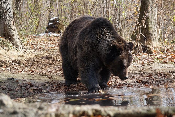 one-day-trip-bear-sanctuary-dracula-castle-rasnov-fortress-from-brasov