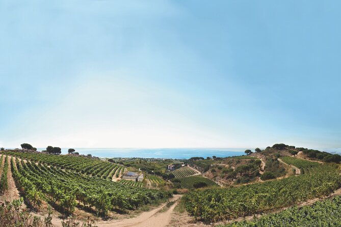 paella-cooking-experience-winery-tour-from-barcelona