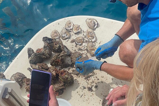 peljesac-wine-oysters-and-food-tour-from-dubrovnik