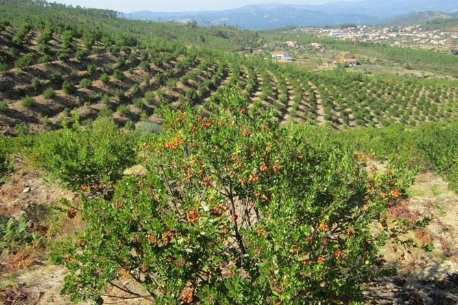 premium-gastronomic-mountain-tour-wine-olive-oil-spirits-food