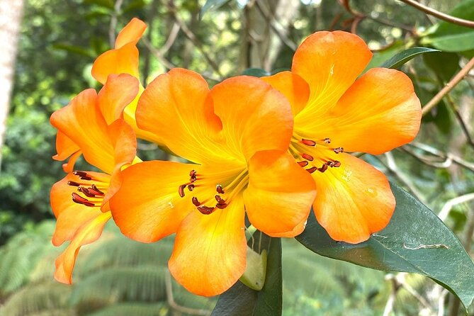 princeville-botanical-gardens-tour-and-chocolate-tasting-ticket