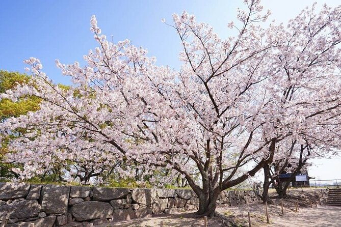 private-and-unique-fukuoka-cherry-blossom-sakura-experience