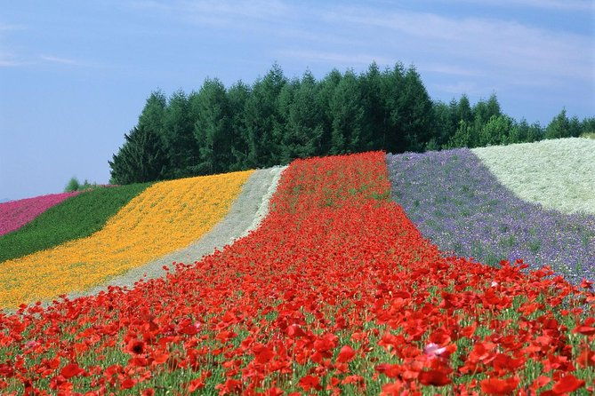 private-car-tour-of-furano-and-biei-in-hokkaido-with-local-guide