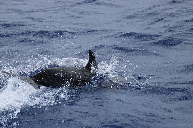private-dolphin-and-whale-watching-tour-in-madeira