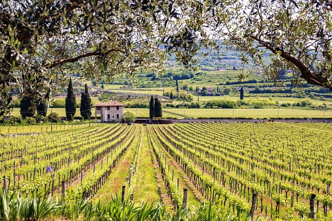 private-frascati-day-trip-with-lunch-wine-tasting-in-a-vineyard