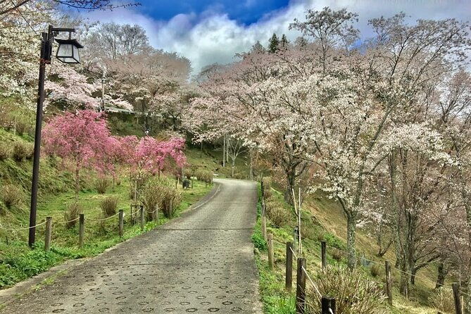 private-full-day-guided-tour-in-yoshino-japanese-mountain