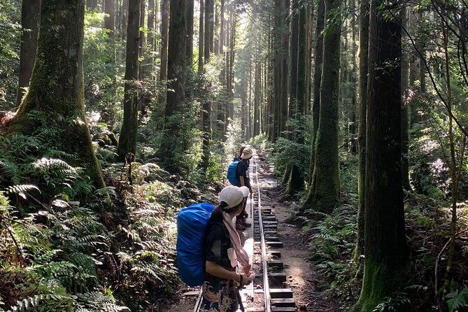 private-guide-plan-with-bento-lets-walk-in-the-forest-of-thousands-of-years-of-age-jomon-cedar-day-trip-trekking-special-lunch-with-yakushima-ingredients