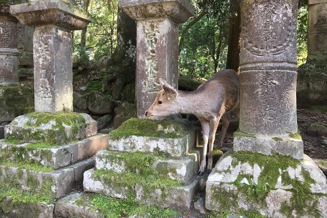 private-half-day-city-of-nara-guided-tour