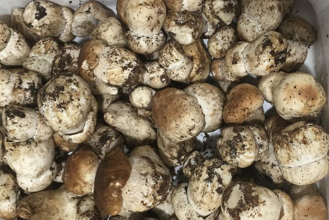 private-hunting-of-truffle-and-mushrooms-with-chef-luigi-gandola-in-bellagio