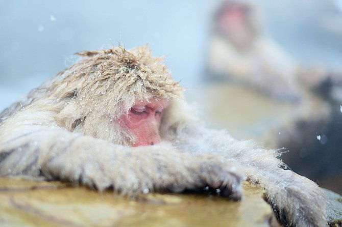 private-nagano-1-day-toursnow-monkeyszenko-jiobusesakeonsen