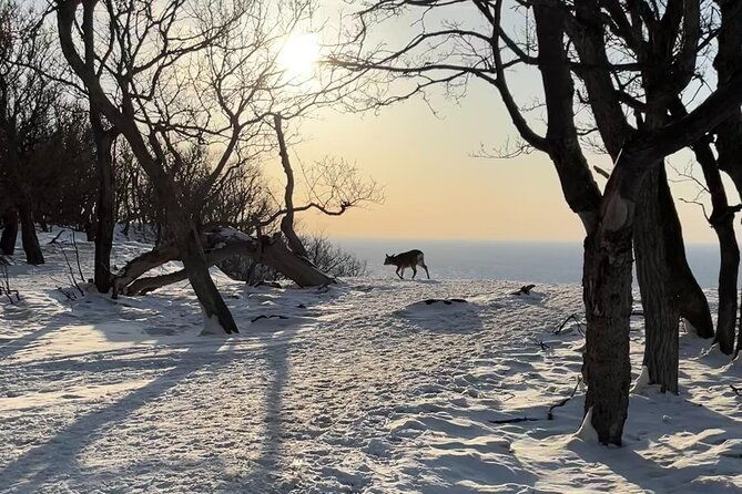 private-snow-shoe-tour-in-shiretoko-national-park