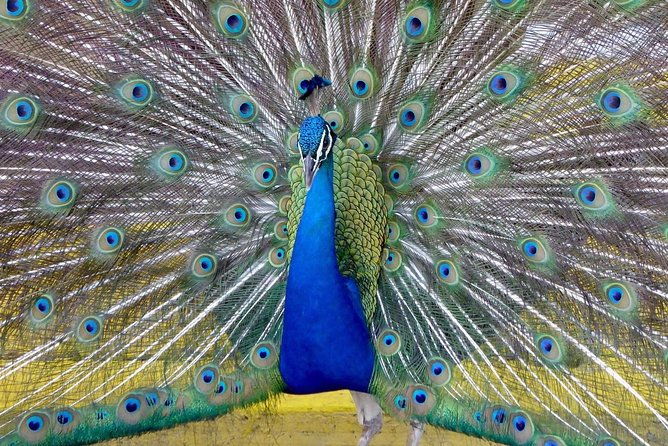 private-tour-florida-everglades-airboat-ride-and-wildlife-adventure