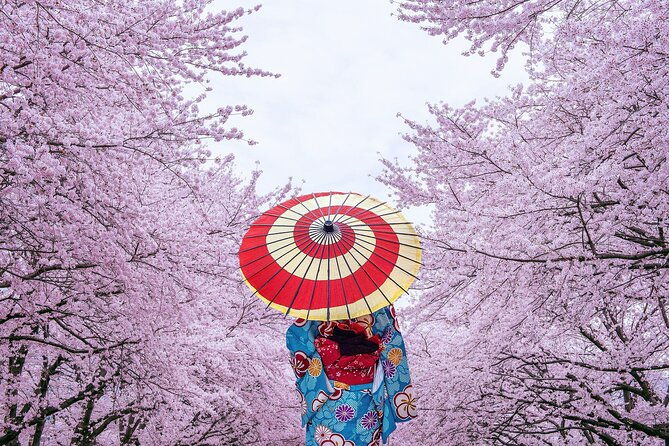 private-unique-tokyo-cherry-blossom-sakura-experience