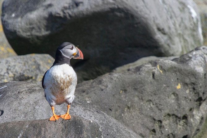 reykjavik-shore-excursion-puffin-sightseeing-cruise