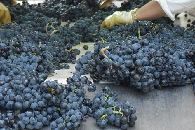 rioja-wine-tour-2-wineries-from-bilbao