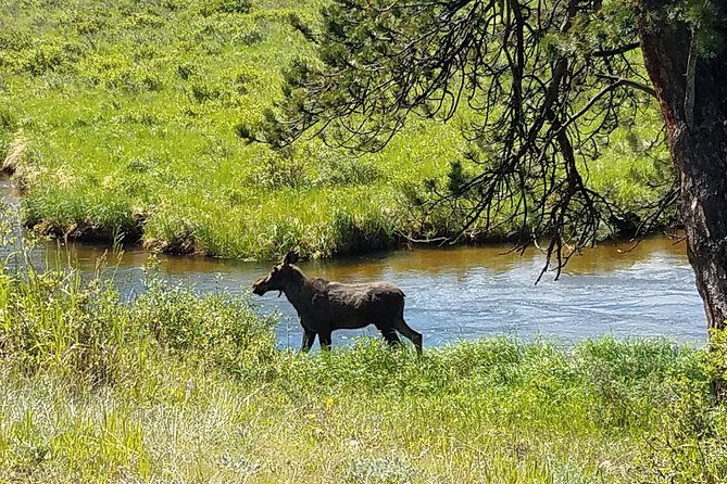 rocky-mountain-national-park-in-summer-tour-from-denver