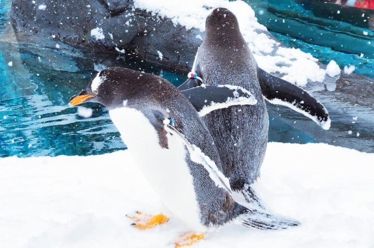 sapporo-asahiyama-zoo-shirahige-falls-biei-pond-day-tour