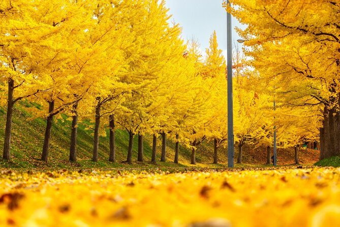 sapporo-privete-tour-royce-town-autumn-foliage-sunset-viewing