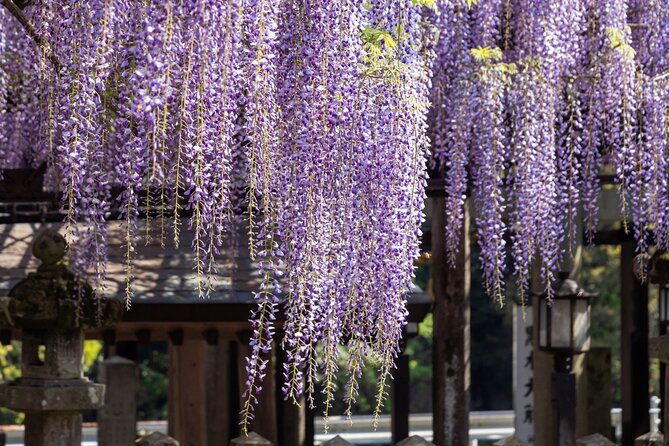 scenic-tour-of-kuroki-and-nakayama-wisteria-in-fukuoka-yokabus