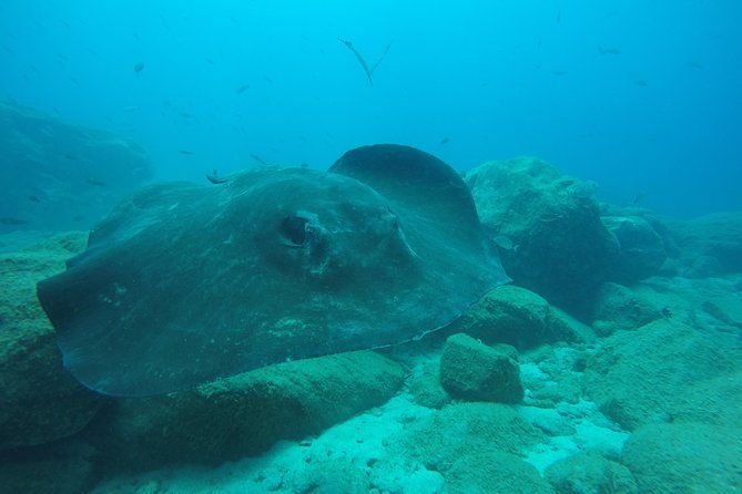 scuba-dive-excursion-for-beginners-in-a-turtle-area