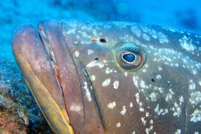 scuba-diving-in-lanzarote-for-certified-divers-only