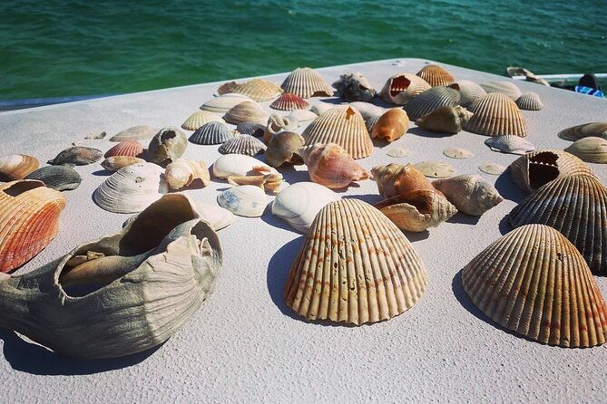 shell-island-snorkel-and-dolphin-catamaran-cruise-with-island-time