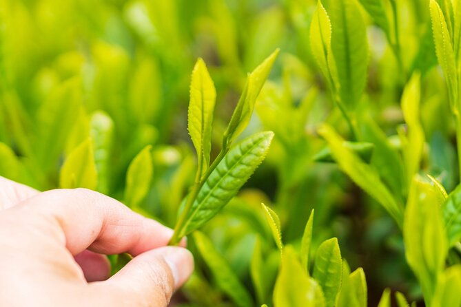 shizuoka-tea-picking-private-experience