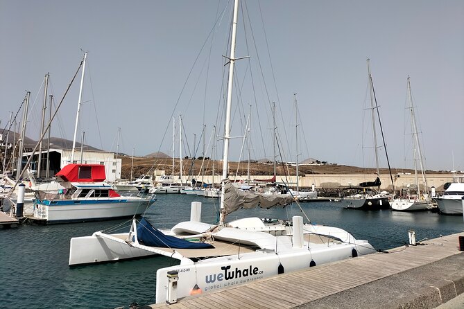 small-group-dolphin-sunset-tour-on-electric-catamaran-lanzarote