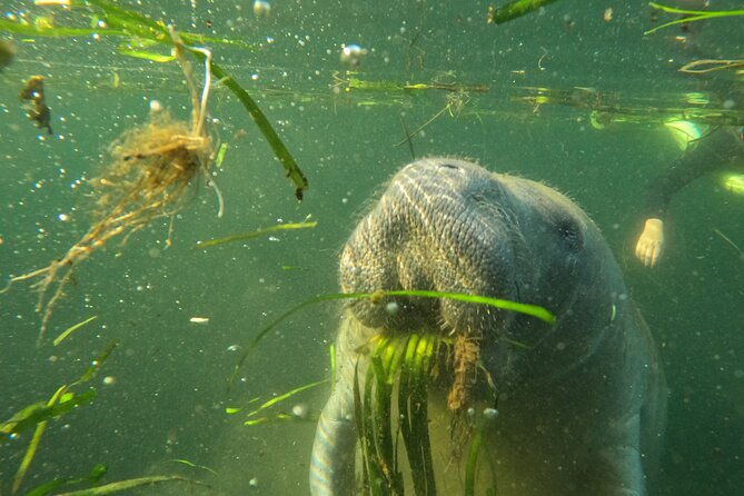 small-group-manatee-swim-tour-with-in-water-guide
