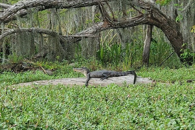small-group-manchac-swamp-kayak-tour