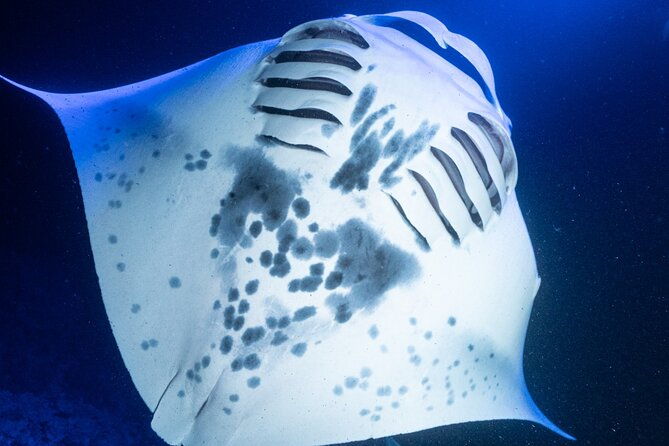 snorkel-with-giant-manta-rays-in-kailua-kona