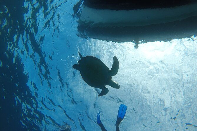 snorkeling-excursion-in-the-rays-and-turtles-zone