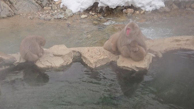 snow-monkey-shiga-kogen-roman-museum-with-lunch-buffet