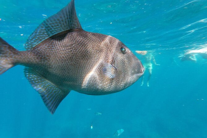 tenerife-guided-kayak-tour-with-snorkeling-in-a-marine-reserve