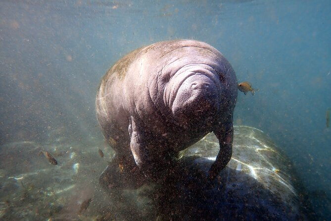 the-og-manatee-snorkel-tour-with-in-water-guide-photographer
