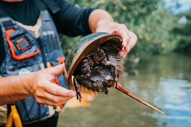 thousand-islands-mangrove-tunnel-kayak-tour-with-cocoa-kayaking
