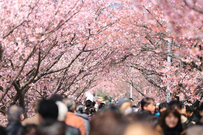 tokyo-spring-daytime-cherry-blossom-food-tour